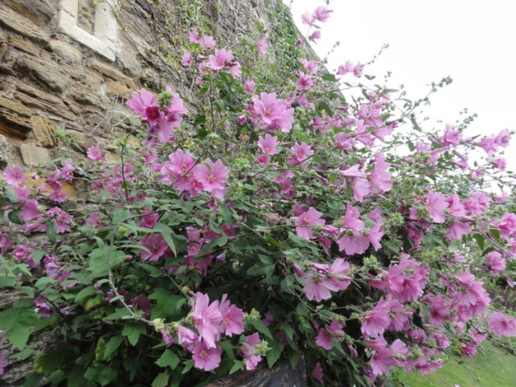 LAVATERA OLBIA ROSEA
