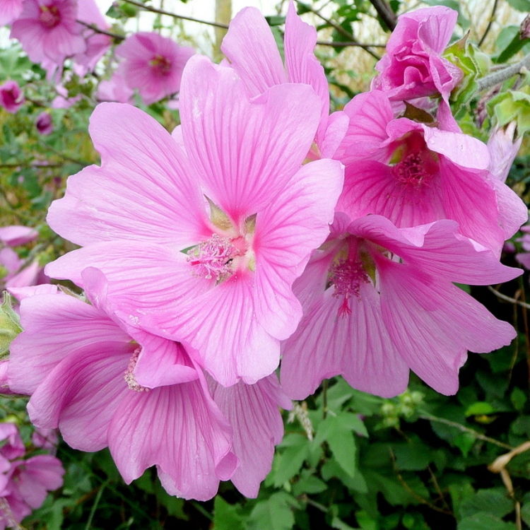 LAVATERA OLBIA ROSEA