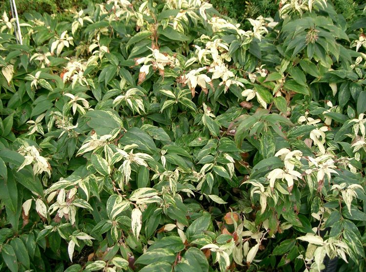LEUCOTHOE WALTERI RAINBOW