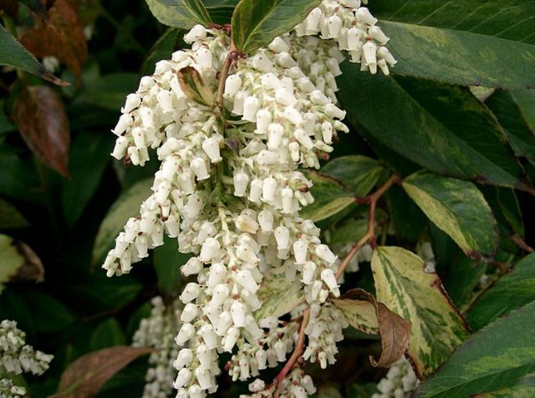 LEUCOTHOE WALTERI RAINBOW