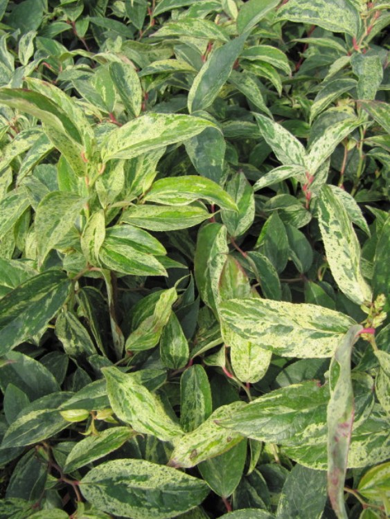 LEUCOTHOE WALTERI RAINBOW
