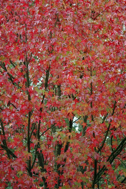 LIQUIDAMBAR STYRACIFLUA WORPLESDON