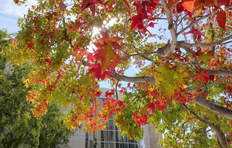 LIQUIDAMBAR STYRACIFLUA WORPLESDON