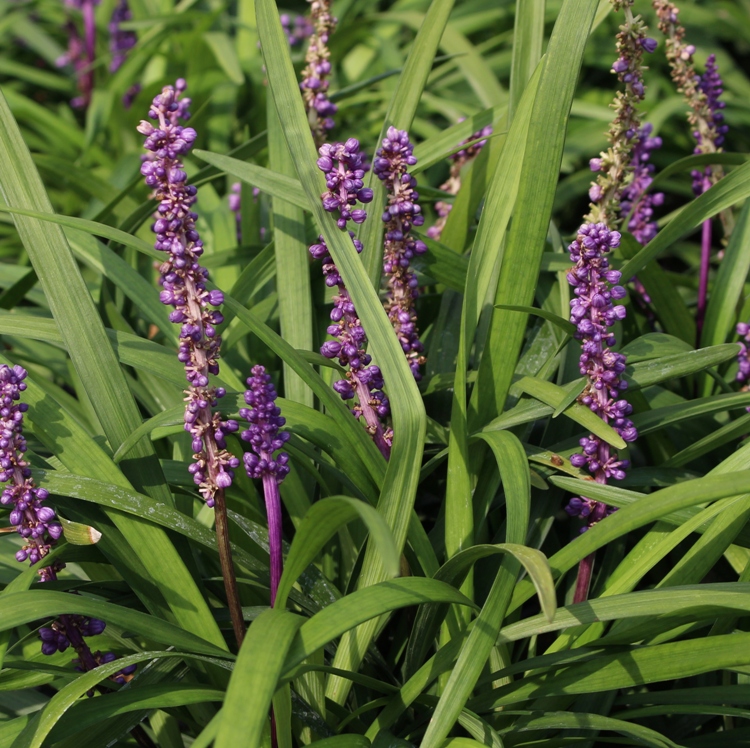 LIRIOPE MUSCARI ROYAL PURPLE