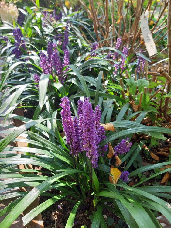 LIRIOPE MUSCARI ROYAL PURPLE