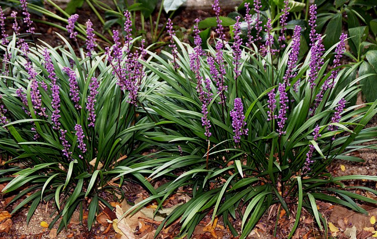 LIRIOPE MUSCARI EVERGREEN GIANT