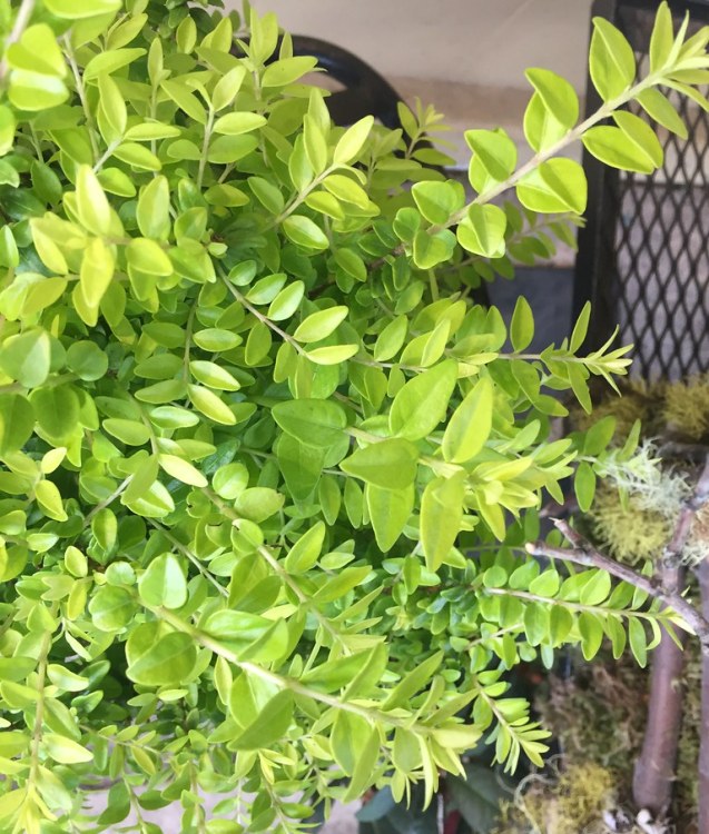 LONICERA NITIDA EDMEE GOLD BRILONII