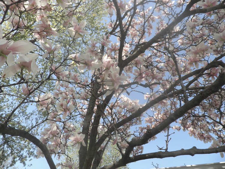 MAGNOLIA X SOULANGEANA ALBA SUPERBA