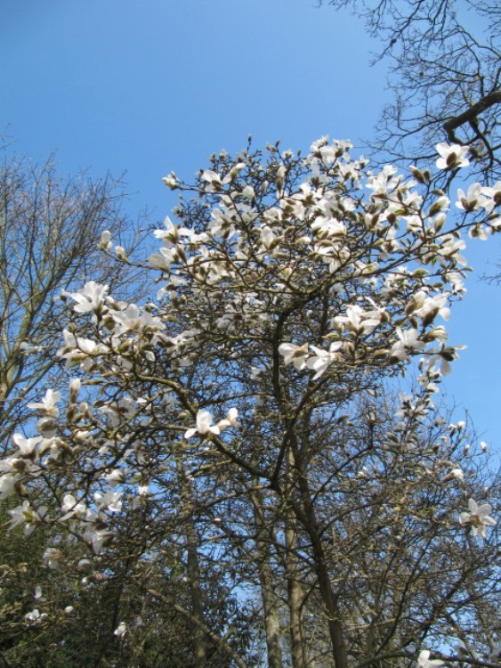 MAGNOLIA X LOEBNERI MERILL (STELLATA)
