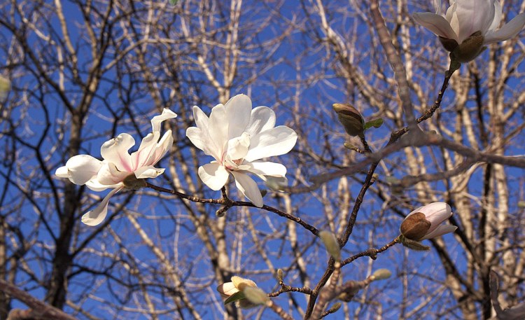 MAGNOLIA X LOEBNERI MERILL (STELLATA)