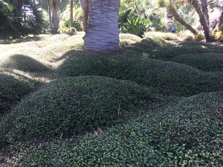 MUEHLENBECKIA COMPLEXA