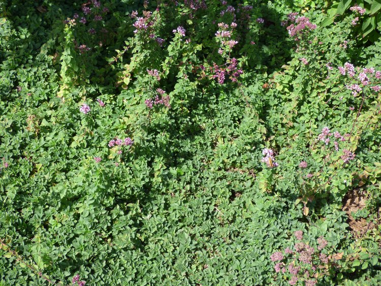 ORIGANUM MAGGIORANA