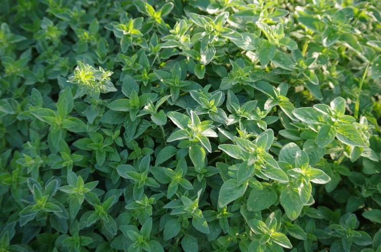 ORIGANUM MAGGIORANA