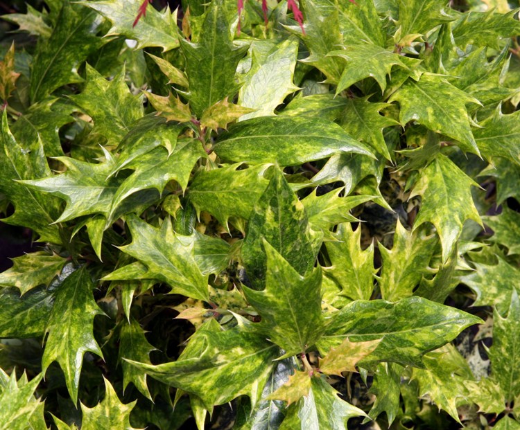 OSMANTHUS HETEROPHYLLUS GOSHIKI