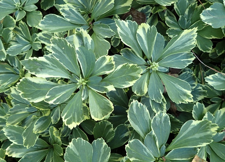 PACHYSANDRA TERMINALIS VARIEGATA