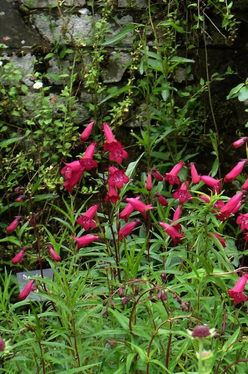 PENSTEMON HYBRIDUM GARNET
