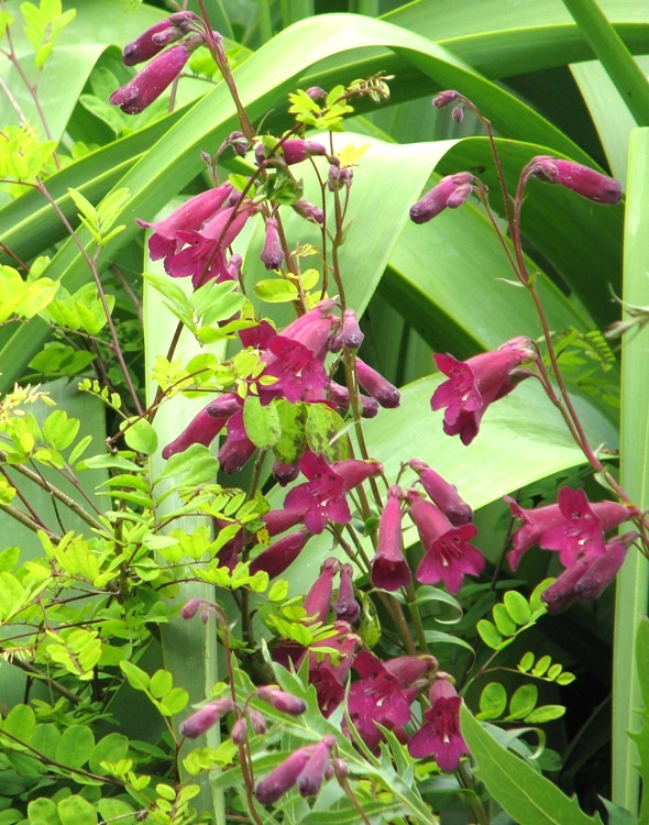 PENSTEMON HYBRIDUM GARNET