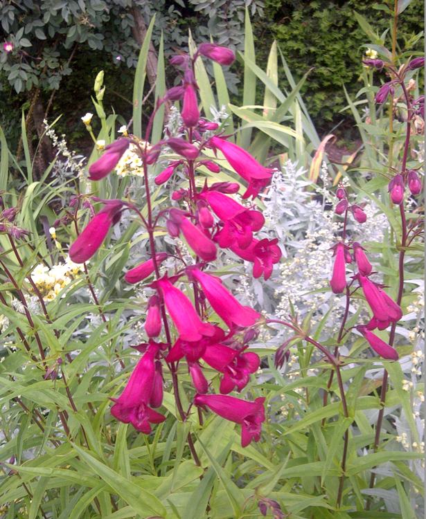 PENSTEMON HYBRIDUM GARNET