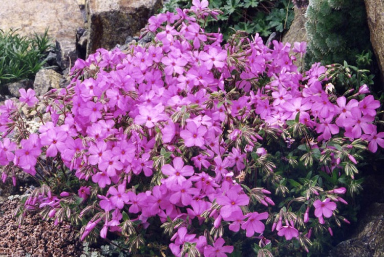 PHLOX PROCUMBENS