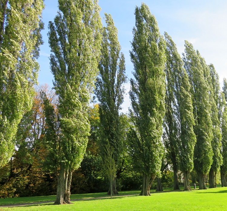 POPULUS NIGRA ITALICA