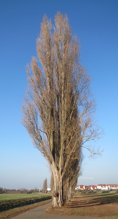 POPULUS NIGRA ITALICA