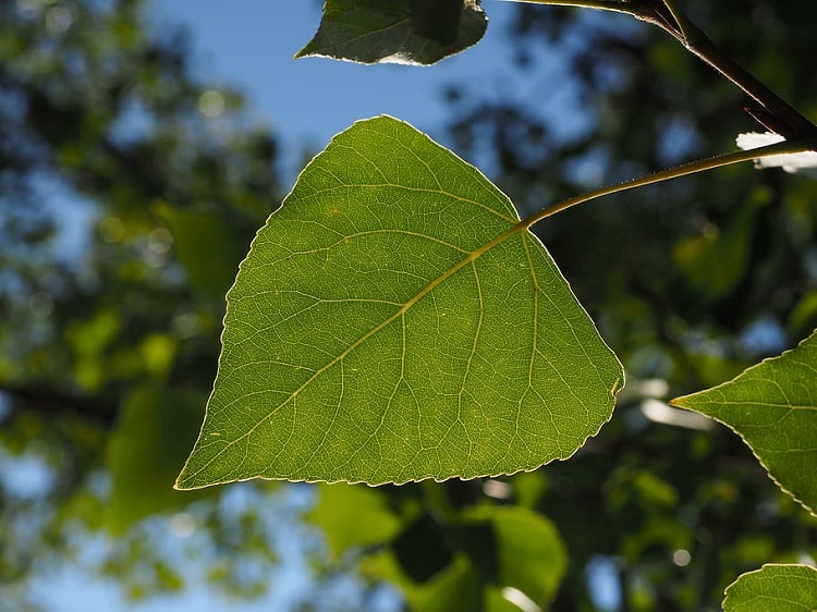 POPULUS NIGRA ITALICA