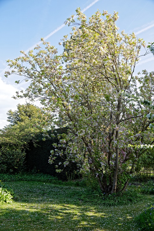 PRUNUS SERRULATA AMANOGAWA