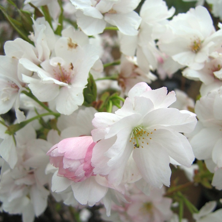 PRUNUS SERRULATA AMANOGAWA
