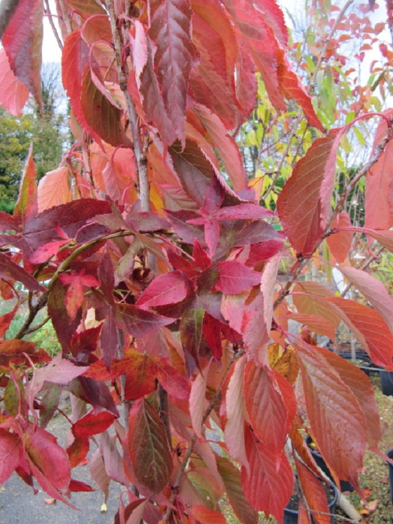 PRUNUS SERRULATA AMANOGAWA