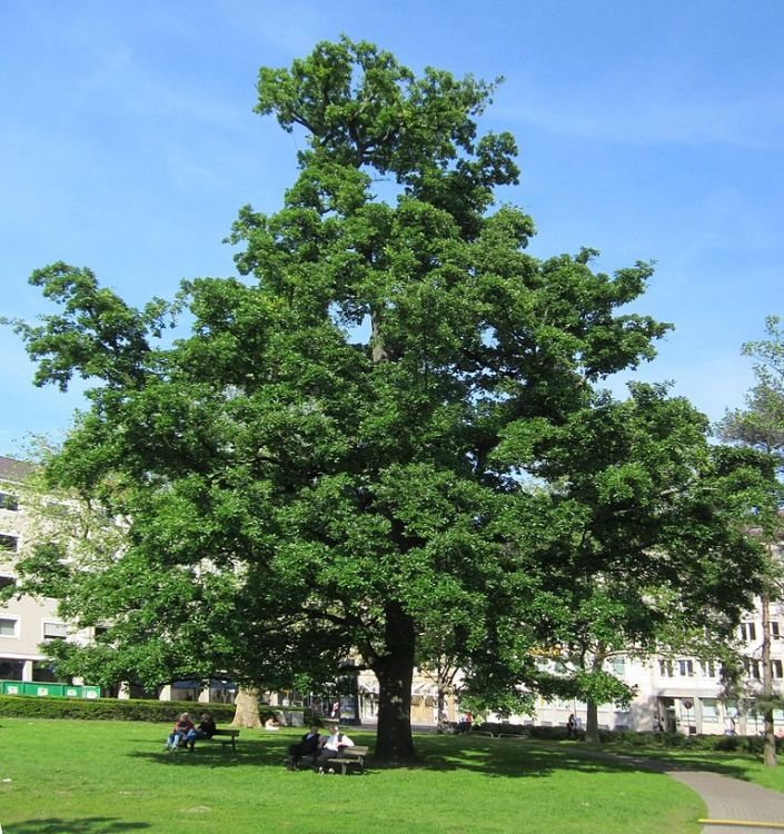 QUERCUS CERRIS