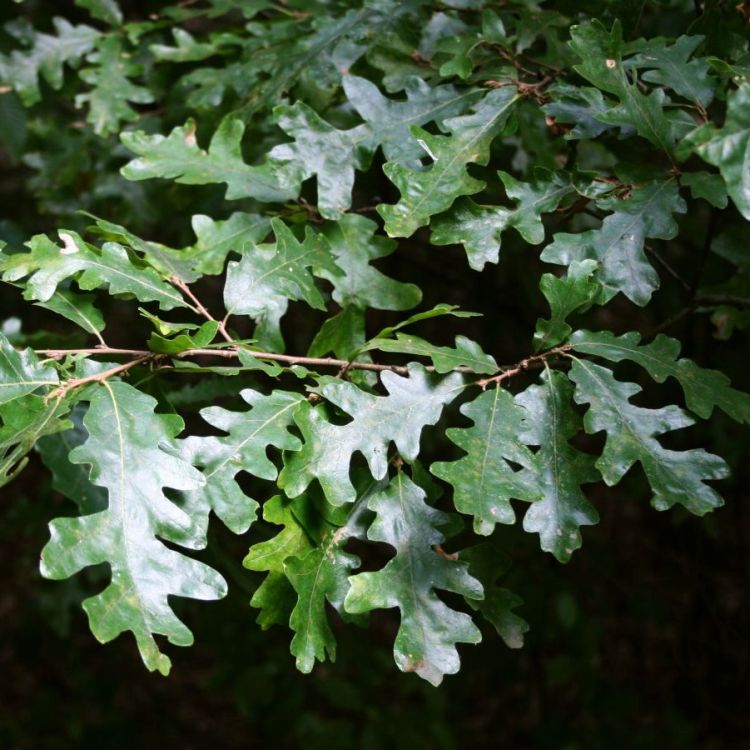 QUERCUS CERRIS