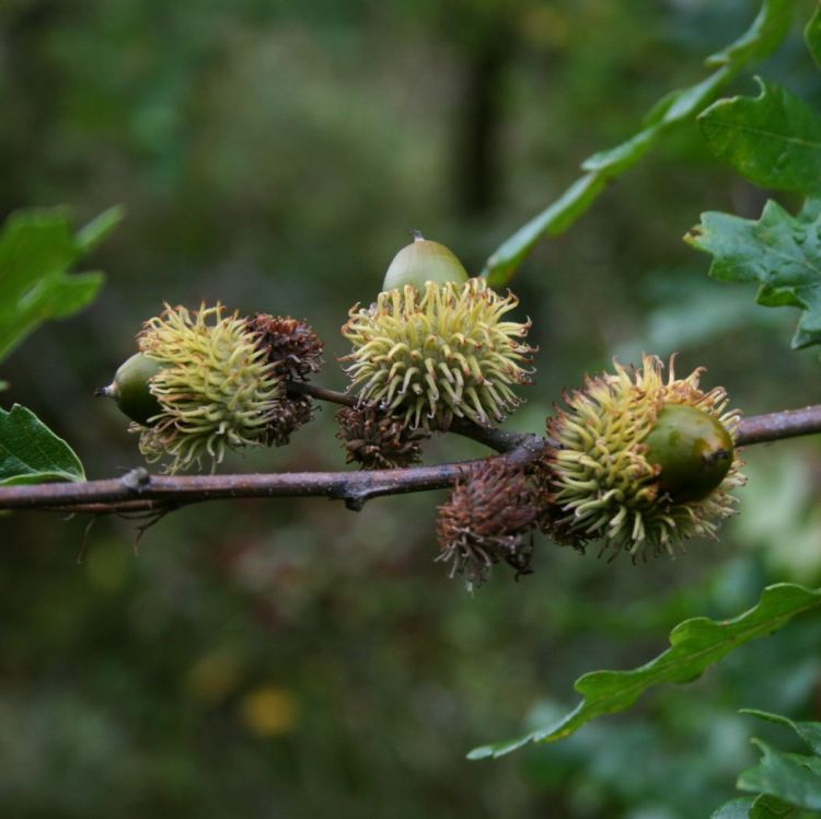 QUERCUS CERRIS