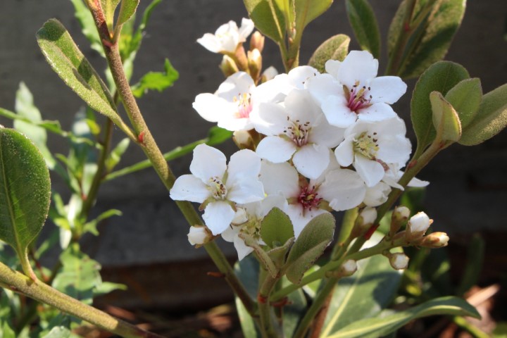 RHAPHIOLEPIS UMBELLATA