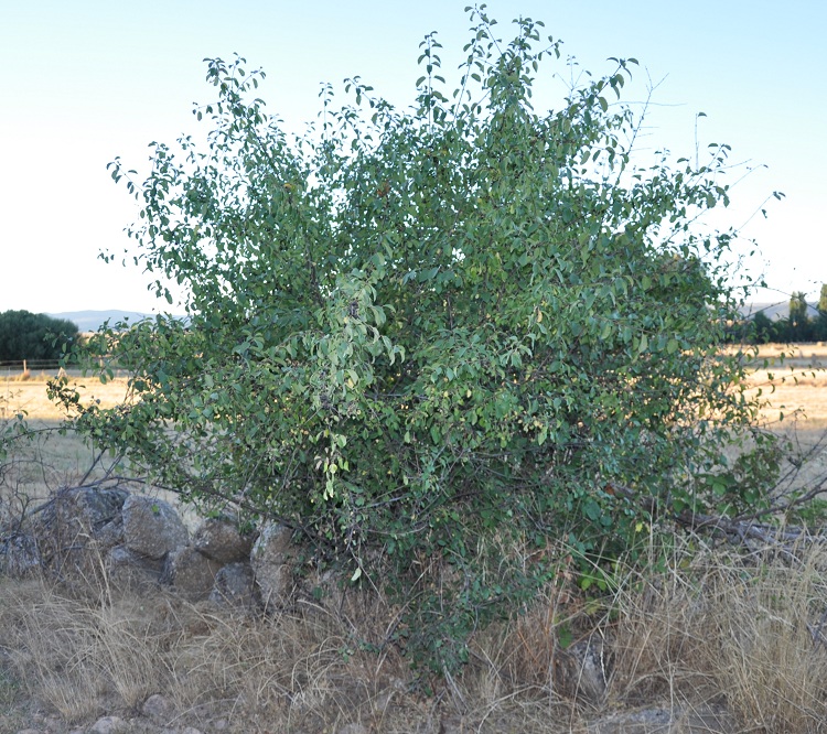 RHAMNUS CATHARTICA