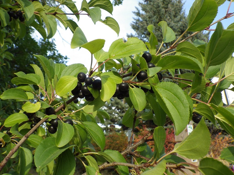 RHAMNUS CATHARTICA