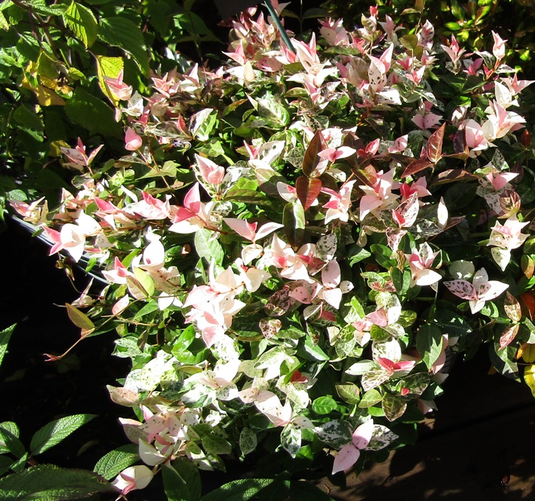 TRACHELOSPERMUM ASIATICUM TRICOLOR