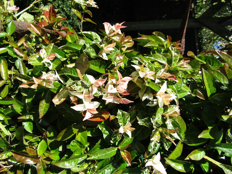 TRACHELOSPERMUM ASIATICUM TRICOLOR