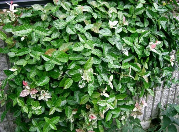 TRACHELOSPERMUM ASIATICUM TRICOLOR