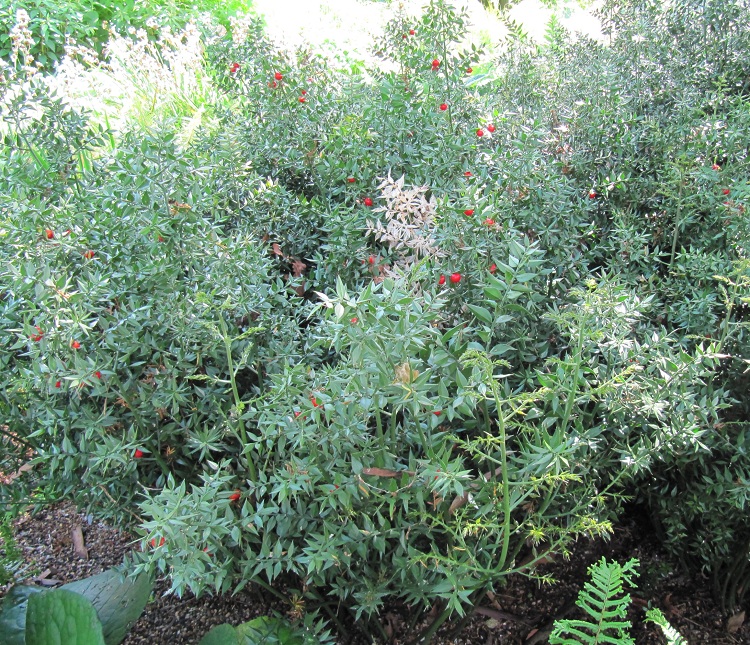 RUSCUS ACULEATUS - PUNGITOPO
