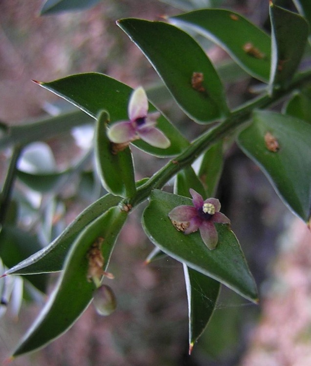 RUSCUS ACULEATUS - PUNGITOPO