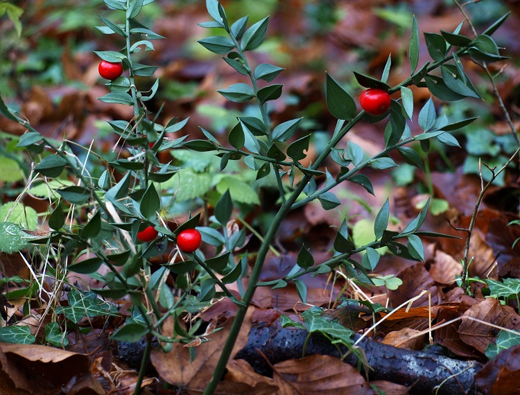 RUSCUS ACULEATUS - PUNGITOPO