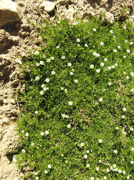 SAGINA SUBULATA