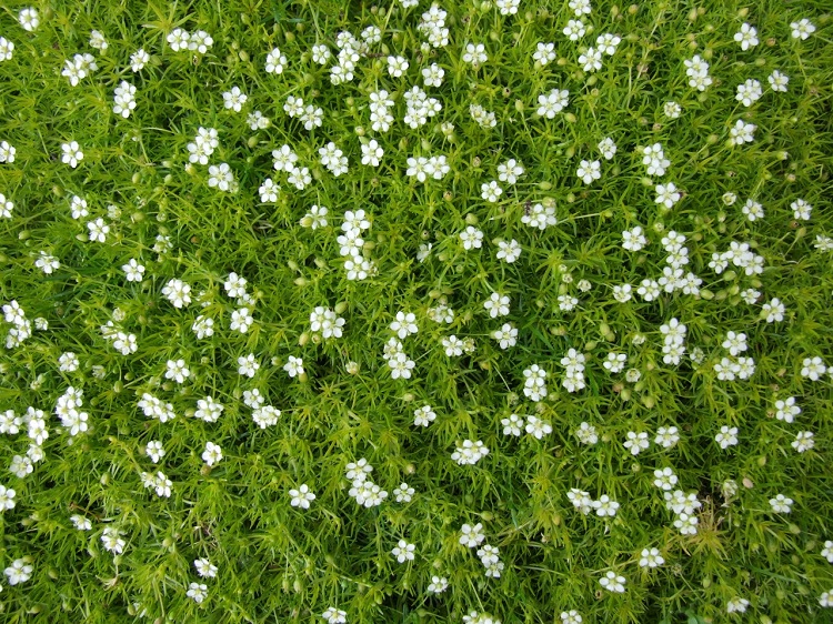 SAGINA SUBULATA