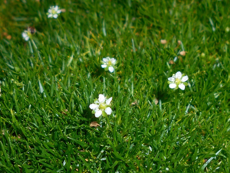 SAGINA SUBULATA