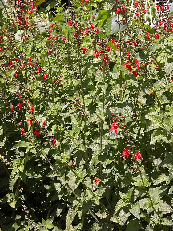 SALVIA COCCINEA