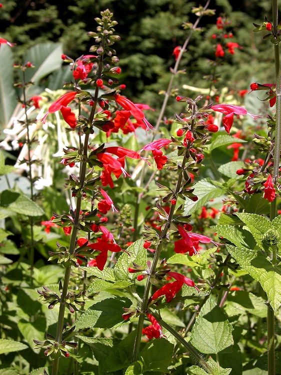 SALVIA COCCINEA