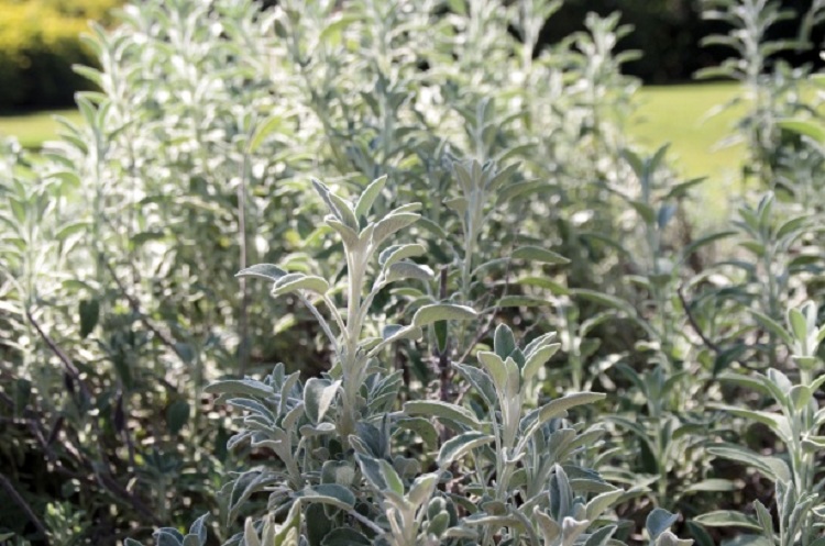 SALVIA (SALVIA OFFICINALIS)