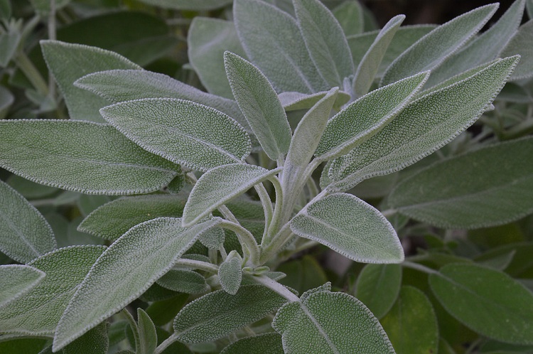 SALVIA (SALVIA OFFICINALIS)