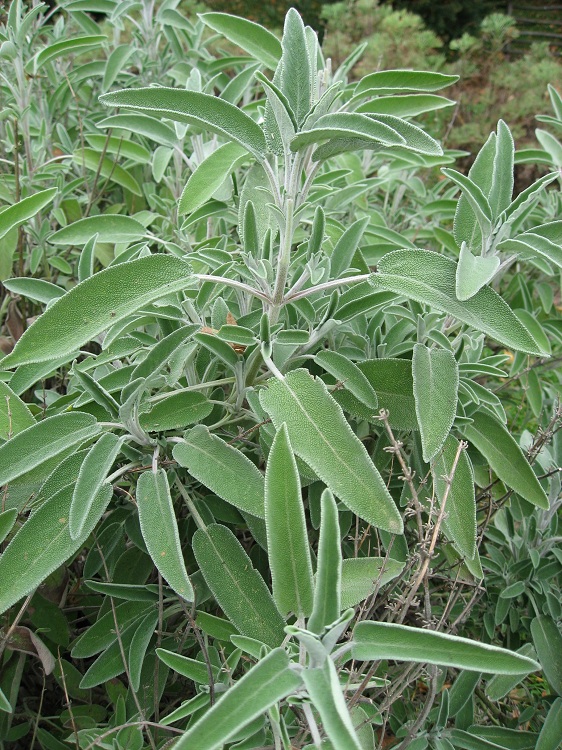 SALVIA (SALVIA OFFICINALIS)
