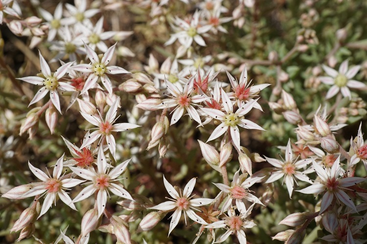 SEDUM ALBUM MURALE